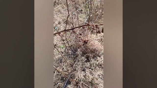 Весенняя обрезка малины смотреть онлайн