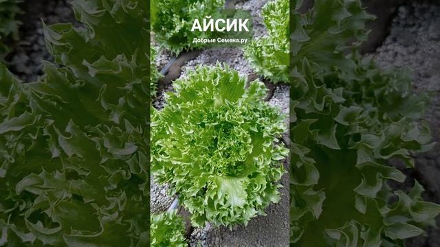 АЙСИК - хрустящий листовой салат (тип Айсберг) с красивым, резным краем листа - Добрые Семена.ру смотреть онлайн