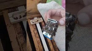 Подсадка матки с помощью клеточки Титова (1)