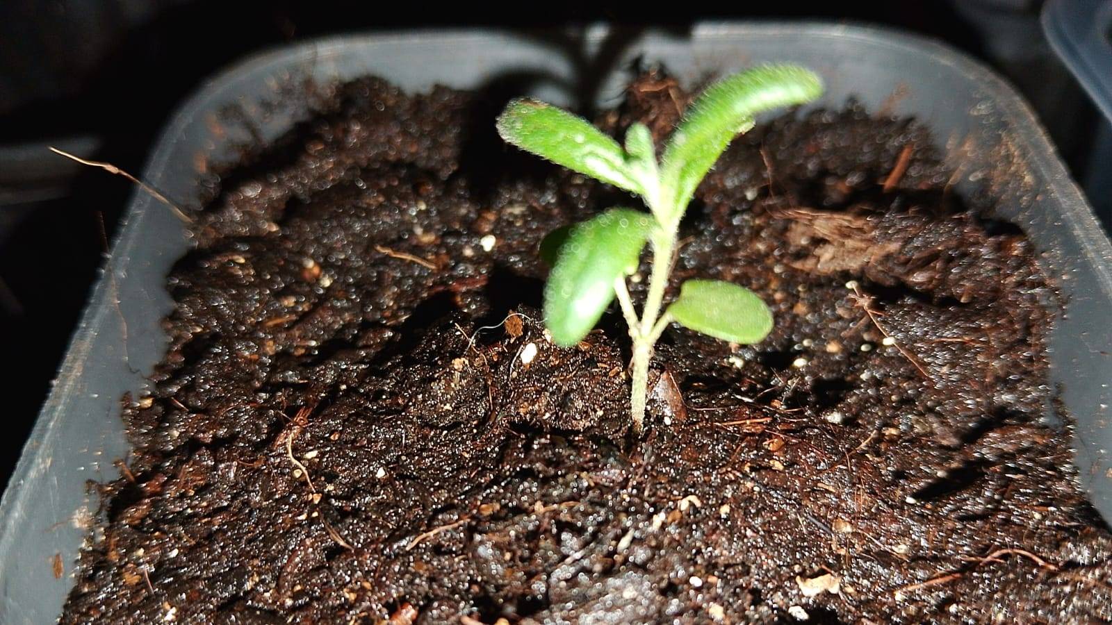 Рассада на 30.01.2025