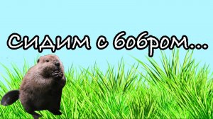 Сидим с бобром за столом...