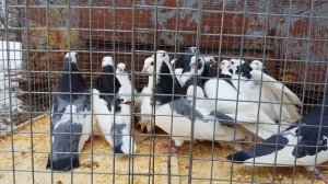 Чистопольские голуби