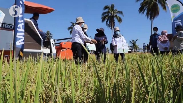 New padi varieties to boost rice yield in Malaysia смотреть онлайн