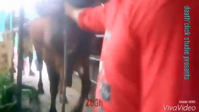 red bull , live weight up to 430 kg ,new arrival ( part- 3 ) - ZbGH 2016 смотреть онлайн