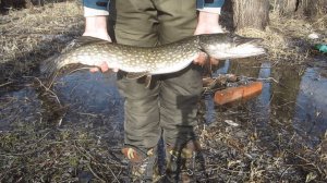 ВЕСЕННИЕ ЩУКИ АТАКУЮТ МОЮ БЛЕСНУ. РЫБАЛКА ВЕСНОЙ  НА СПИННИНГ.