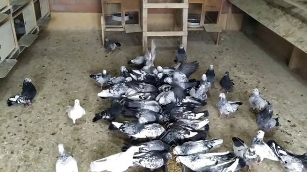 Свердловский голуби