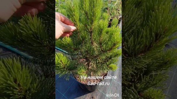 Горная сосна Шервуд Турист