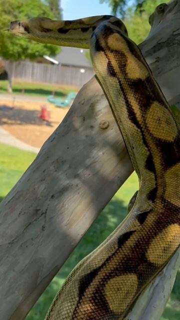 MONSTER BOA LOVES TREES!! смотреть онлайн