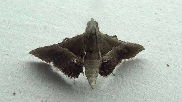 Snout Moth смотреть онлайн