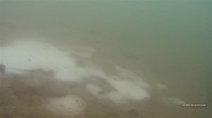 Соль в пруд с рыбой