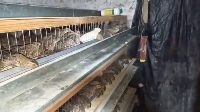 Bedana. Uy Sharoitida Bedana Boqish BIZNESI. Бедана уй шароитида бизнес. 1 ойда 500 $ даромад.