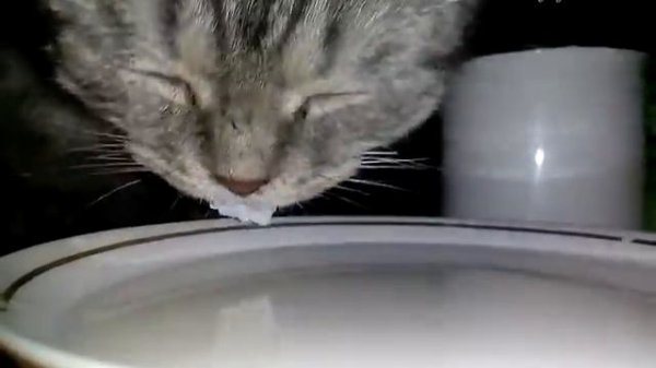 Котёнок очень быстро и мило локал   молоко !!!!