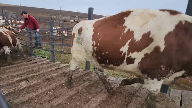Молҳоро бор карда роҳ баромадем дуо кунед 🇹🇯 смотреть онлайн