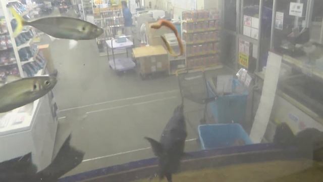 青イソメを食べるヒラスズキ смотреть онлайн