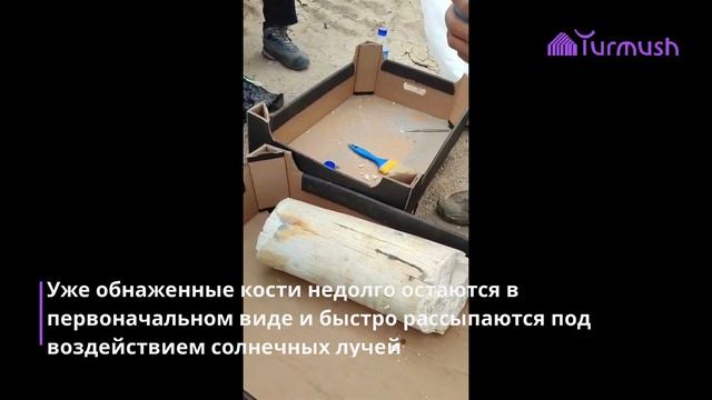 Останки мамонта нашли на Иссык-Куле смотреть онлайн