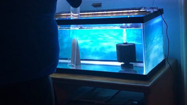 Crystal Clear Fish Tanks смотреть онлайн