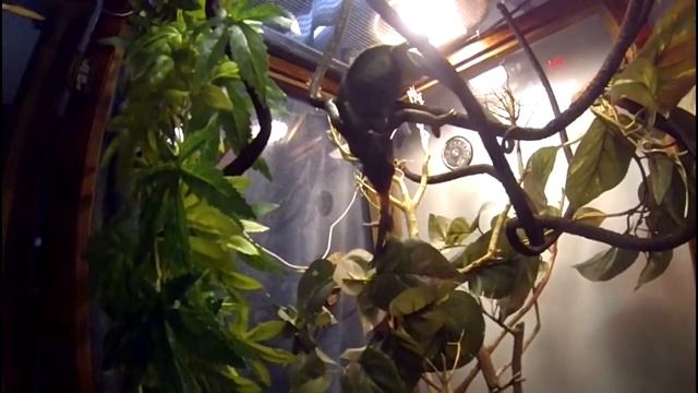 Camaleon vs saltamontes смотреть онлайн