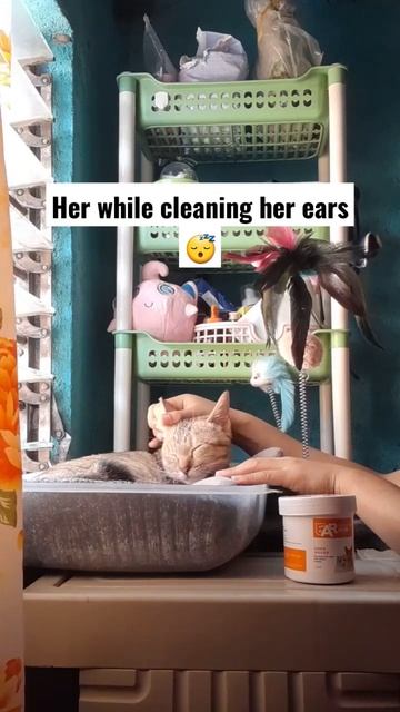cat cleaning ears #shorts #viral #cats смотреть онлайн