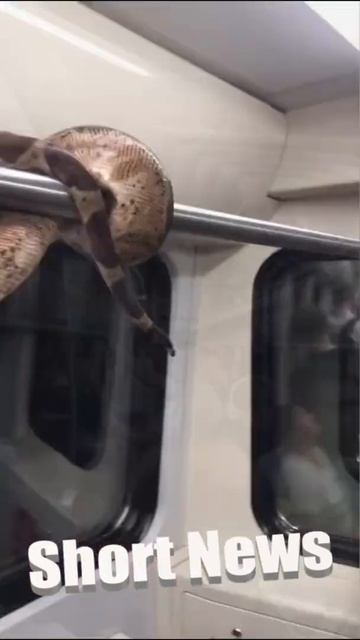 CRUSH HOUR: Boa Constrictor Rides Saint Petersburg Metro During Rush Hour смотреть онлайн