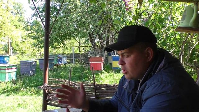 Выход роя когда его ждать? Роевая пора на пасеке.