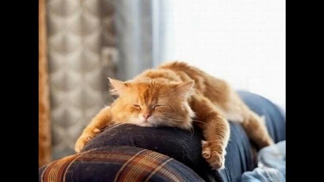 самые смешные животные смотреть смотреть онлайн