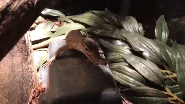 A Couple Of Young Freckled Monitors Eating.