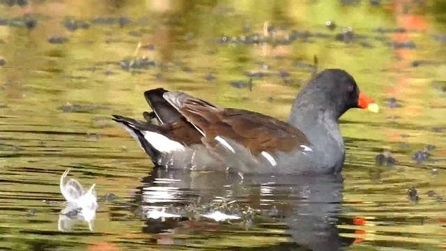Moorhen смотреть онлайн