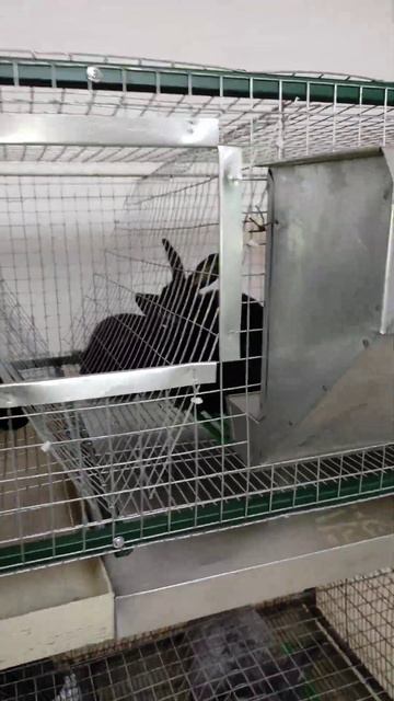 Кролики породы Серебристый у меня в хозяйстве #кролики смотреть онлайн