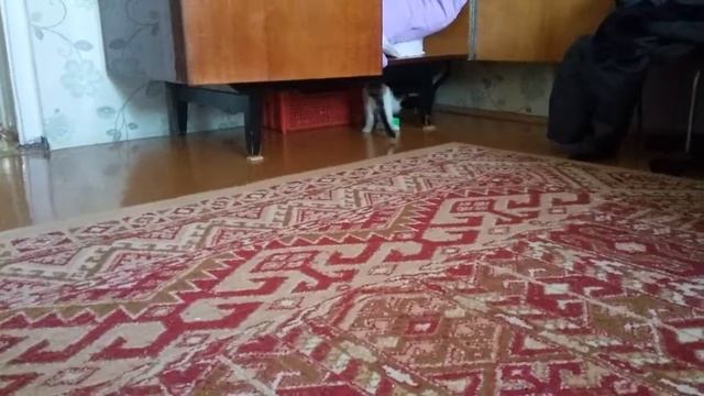 Моя кошечка. Фрося смотреть онлайн