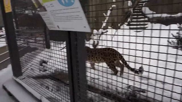 леопард рычит на нас смотреть онлайн
