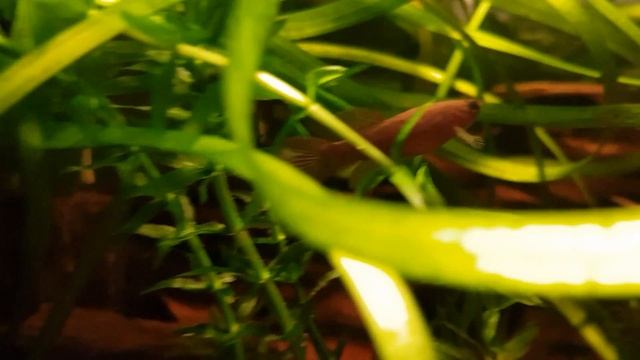 Fundulopanchax sjoestedti 'red dwarf' смотреть онлайн