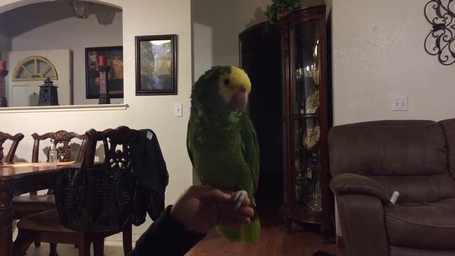 How to teach a double yellow head amazon parrot to talk смотреть онлайн
