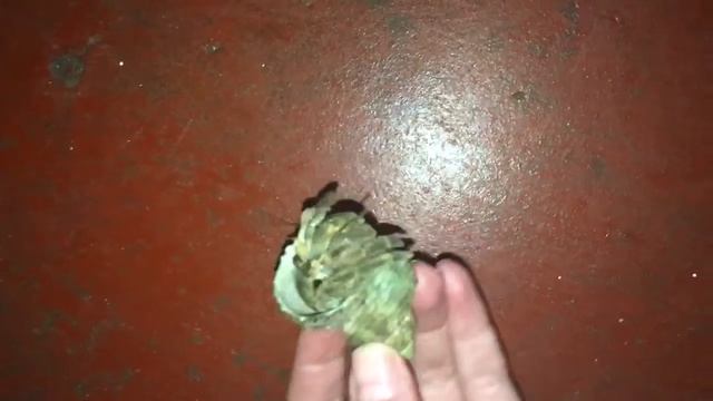 Краб-отшельник смотреть онлайн