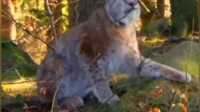 Dospolova M. A. Рысь. Lynx. Сілеусін. смотреть онлайн