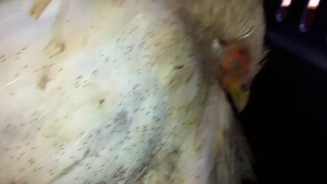 Bellbowrie Vet - Bird Mites on a Chicken смотреть онлайн