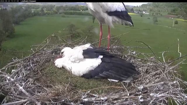 2024 04 20 Storchennest Lindheim Hessen, schön gepolstertes Nest, Spätschicht hat begonnen смотреть онлайн
