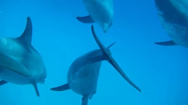 Dolphins Mating at Marsa Shagra house reef by Julian Duwe смотреть онлайн
