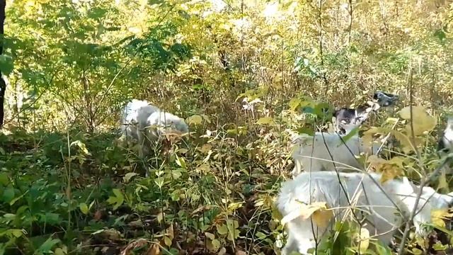 золотая пора смотреть онлайн