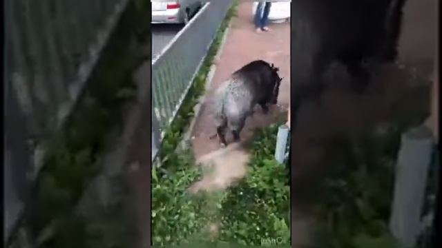 У НАС ВО ДВОРЕ ГУЛЯЕТ СВИНЬЯ смотреть онлайн