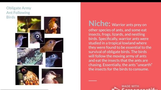 Bio Project - Warrior Ants (Raegan Ledford) смотреть онлайн