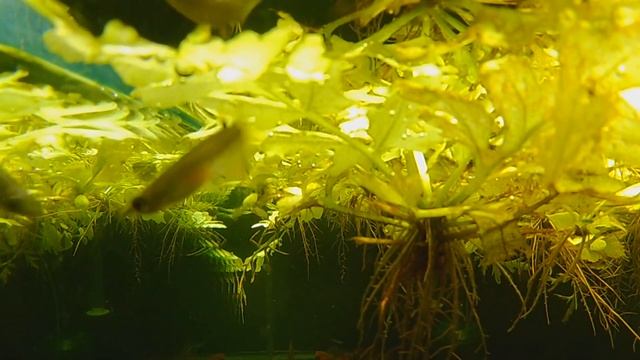 Aplocheilus panchax Orange...Great Surface Dwelling Killifish смотреть онлайн