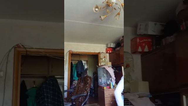 Кореллы, волнистики и котенок смотреть онлайн