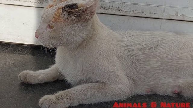 Beautiful white cat смотреть онлайн