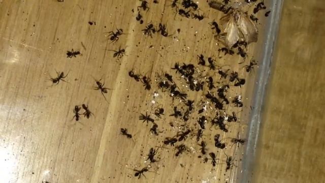 Camponotus cosmicus dying смотреть онлайн