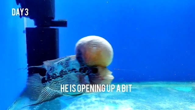 Monster KOK Flowerhorn: Show grade SRD смотреть онлайн