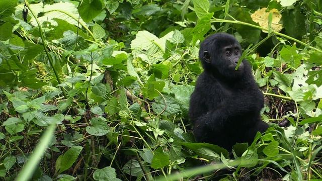 Mountain gorilla tracking in Bwindi Impenetrable National Park in Uganda (Rushaga sector) смотреть онлайн