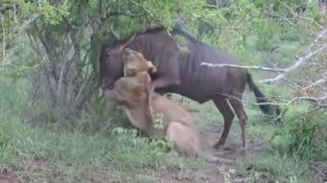 МИР ЖИВОТНЫХ ОЛАМИ ХАЙВОНОТ