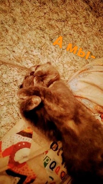 А ты, что предпочитаяшь?😜😽#Milakotik смотреть онлайн