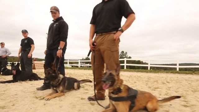 Cars,Colts and Canines 2018 version 2 no sponsor смотреть онлайн