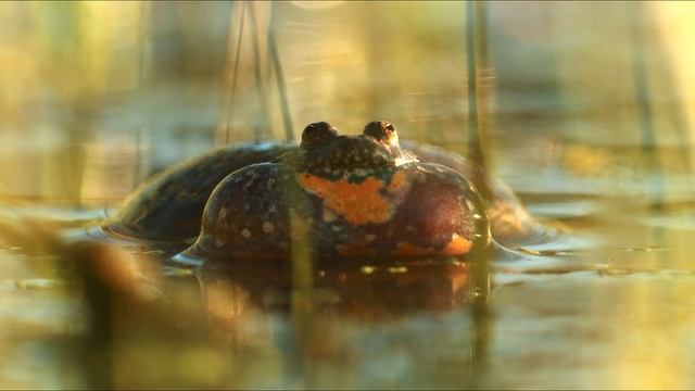 Kuňka obecná (ohnivá) смотреть онлайн